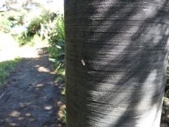 Coelostomidia