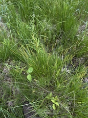 Carex annectens