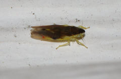 Erythroneura aclys