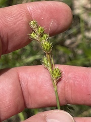 Carex festucacea