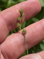 Carex festucacea