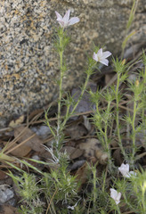 Linanthus pungens
