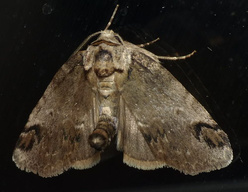 Sleeping Baileya Moth photo 4