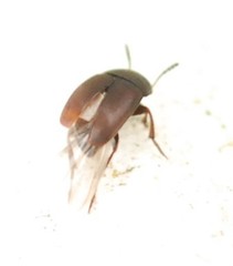 Ptomaphagus