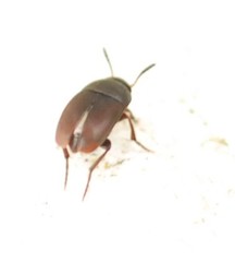 Ptomaphagus