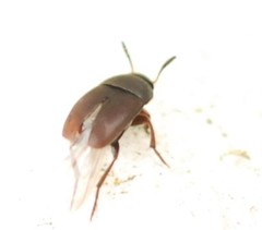 Ptomaphagus