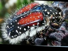Trichostetha bicolor