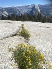 Lomatium torreyi