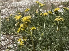 Lomatium torreyi