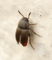 Ptomaphagus