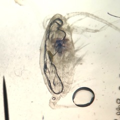 Betairidovirinae