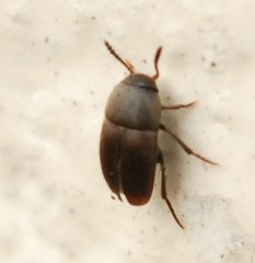 Ptomaphagus