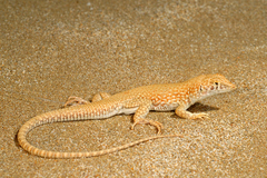 Acanthodactylus schmidti