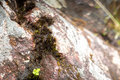 Campylopus atrovirens