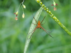 Nephila