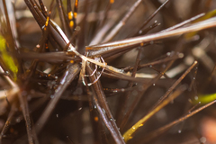 Campylopus atrovirens