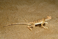 Phrynocephalus sakoi