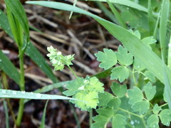Thalictrum venulosum