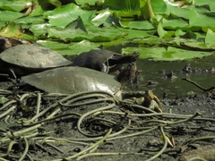 Podocnemis lewyana
