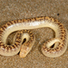 Arabian Sand Boa - Photo (c) Roberto Sindaco, some rights reserved (CC BY-NC-SA), uploaded by Roberto Sindaco