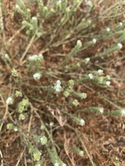 Plagiobothrys scouleri