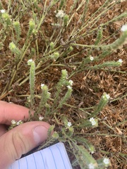 Plagiobothrys scouleri