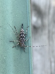 Graphisurus despectus