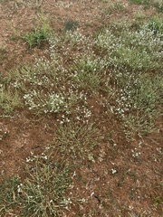 Plagiobothrys scouleri