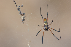 Trichonephila sumptuosa