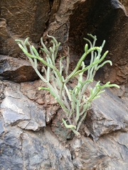 Crassula muscosa muscosa
