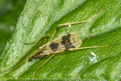 Erioptera venusta