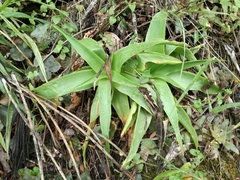 Bulbine latifolia