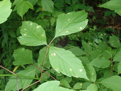 Grovesinia moricola