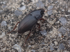 Anisodactylus rusticus