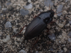 Anisodactylus rusticus