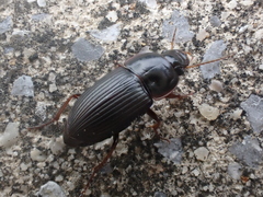 Anisodactylus rusticus