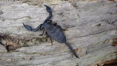 Opisthacanthus capensis