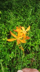 Crocosmia aurea