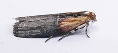 Sciota basilaris