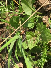 Otites porcus