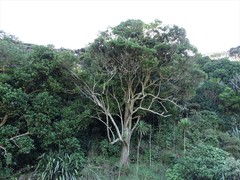 Planchonella costata