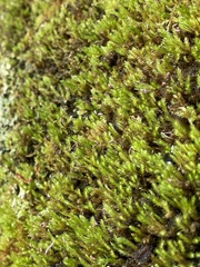 Brachythecium acuminatum