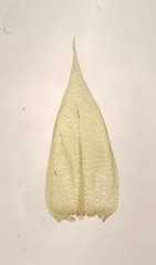 Brachythecium acuminatum