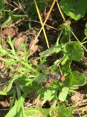 Otites porcus