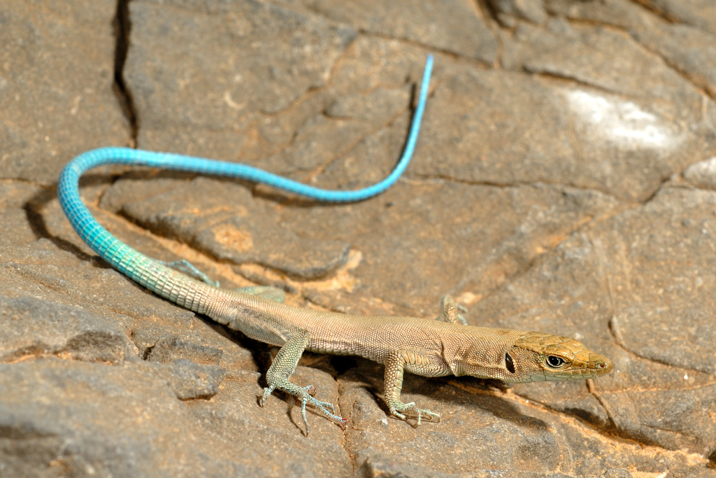 Blue-Tailed Oman Lizard