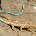 Blue-tailed Oman Lizard - Photo (c) Roberto Sindaco, some rights reserved (CC BY-NC-SA), uploaded by Roberto Sindaco