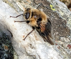 Cephenemyia phobifer