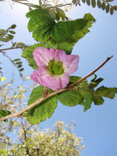Rubus hawaiensis