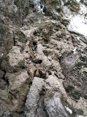Melipona favosa