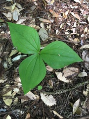 Trillium ovatum